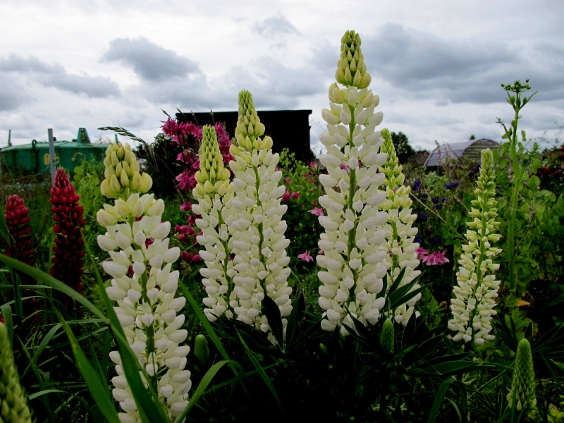 Willoughby Road Allotments